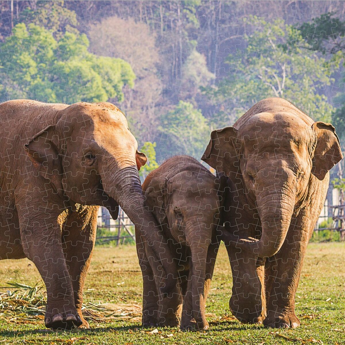 Puzzle Colorbaby Elephant 500 Piese 6 Unități 61 x 46 x 0,1 cm - Jucarii si jocuri, Puzzle-uri și puzzle-uri