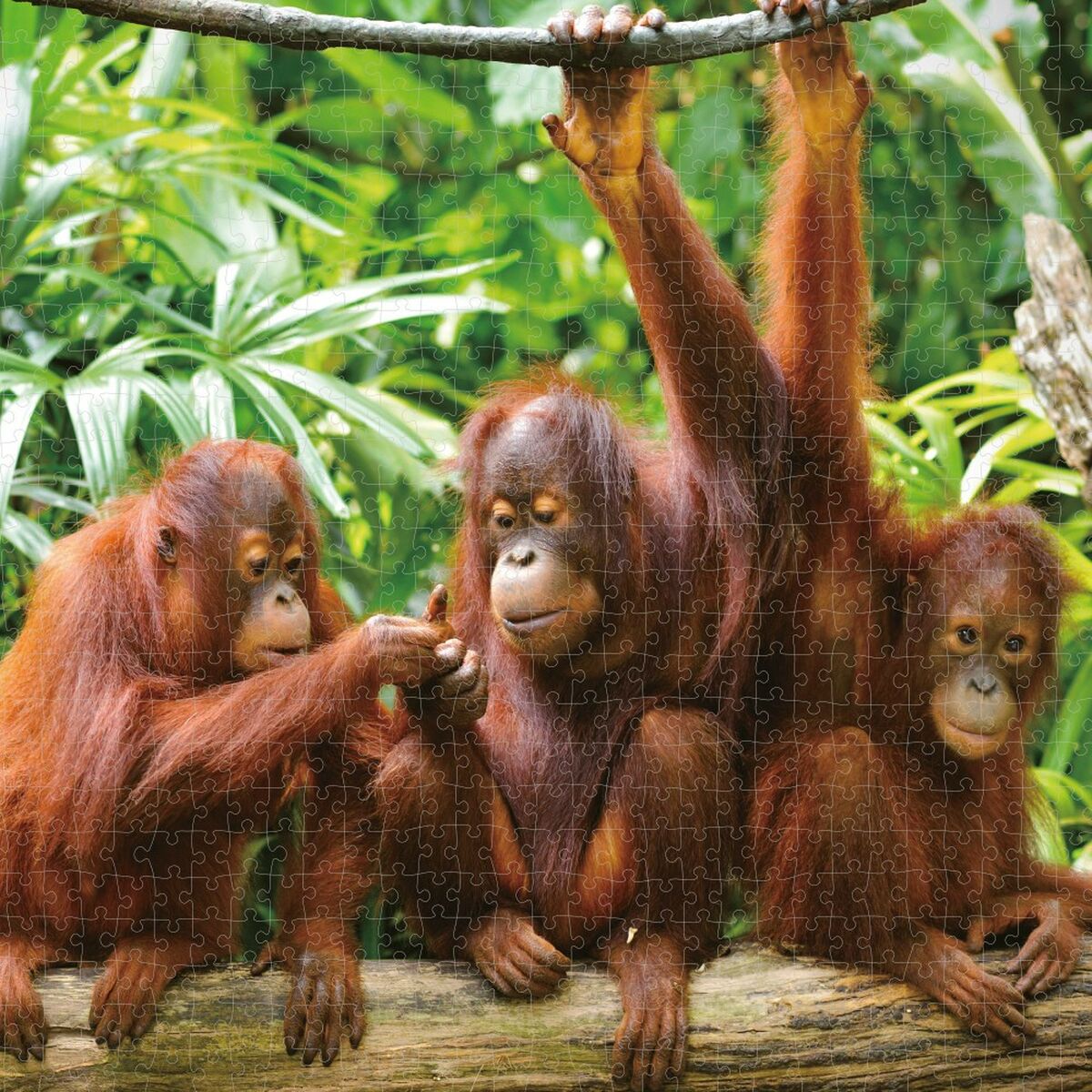 Puzzle Colorbaby Orangutan 6 Unități 68 x 50 x 0,1 cm - Jucarii si jocuri, Puzzle-uri și puzzle-uri