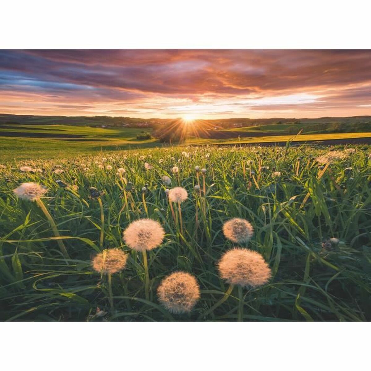 Puzzle Ravensburger Dandelions - Jucarii si jocuri, Puzzle-uri și puzzle-uri