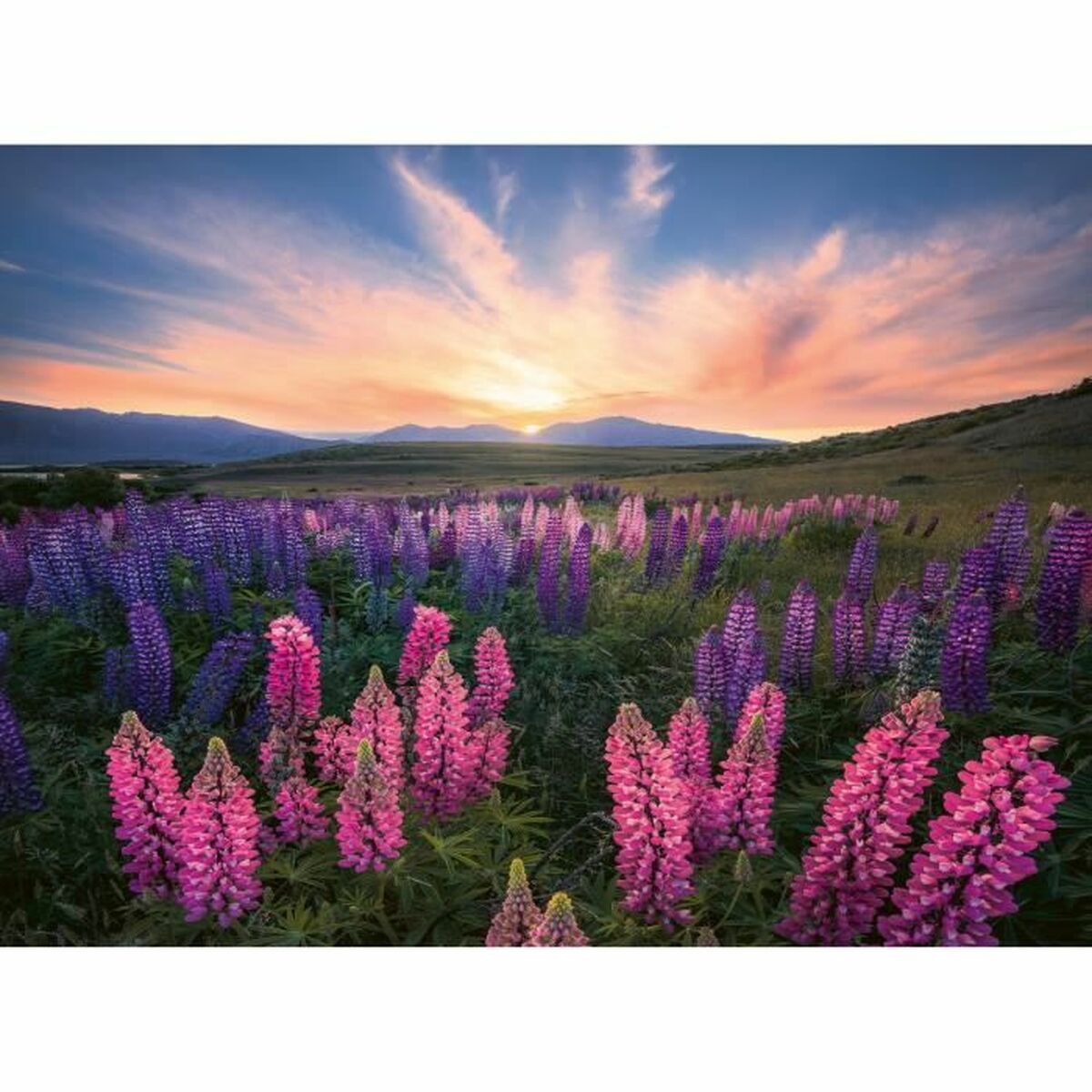 Puzzle Ravensburger Lupinen - Jucarii si jocuri, Puzzle-uri și puzzle-uri