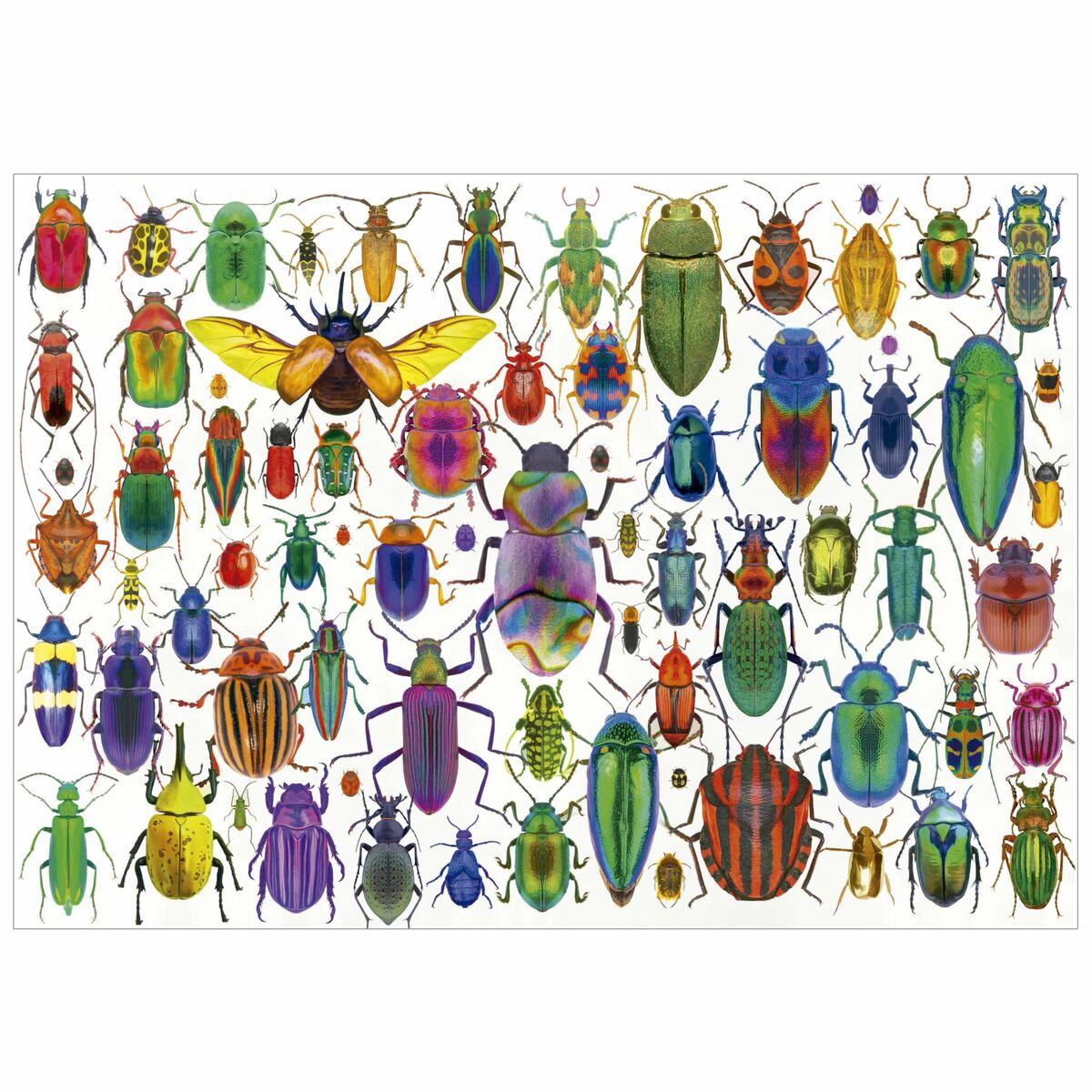 Puzzle Educa Beetles 500 Piese - Jucarii si jocuri, Puzzle-uri și puzzle-uri