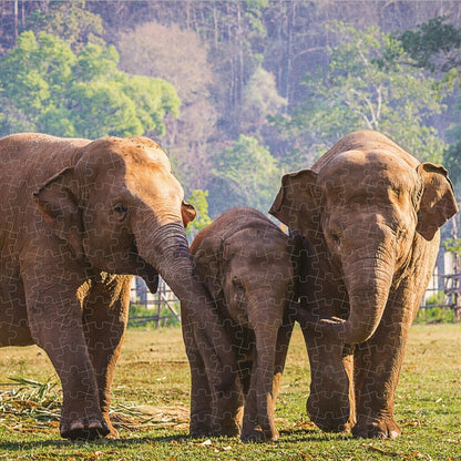 Puzzle Colorbaby Elephant 500 Piese 6 Unități 61 x 46 x 0,1 cm - Jucarii si jocuri, Puzzle-uri și puzzle-uri